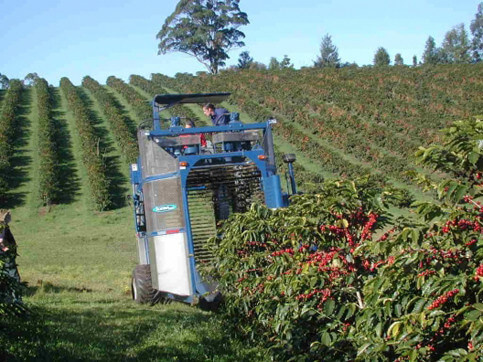 Mechanical-coffee-harvest