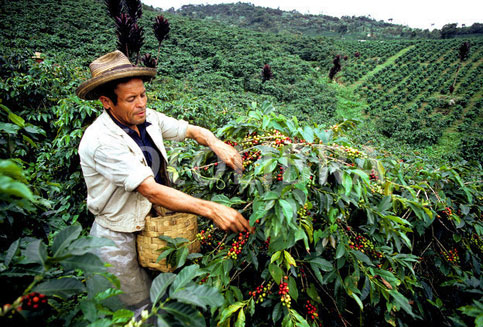Colombia-coffee