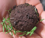 seedbomb-hand
