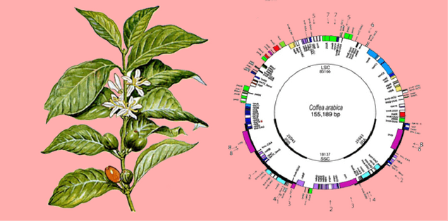 Arabica