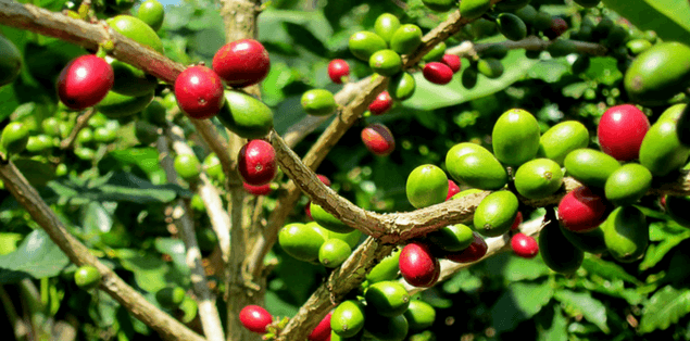 caffè