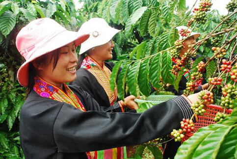 Coffee-Vietnam