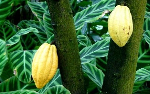 Cacao a rischio, ma cresce la richiesta