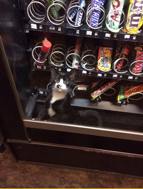 Cerca l’intruso nella vending machine