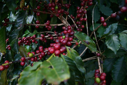 Obatà il caffè che resiste alla ruggine delle foglie