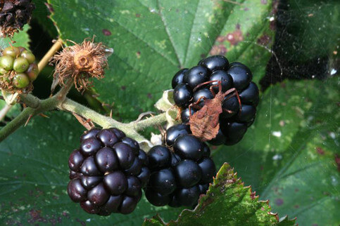 Caramelle e succhi al lampone nero contro il cancro