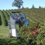 La meccanizzazione della raccolta di caffè in Brasile è al 20%
