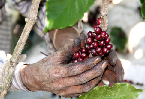 Cala l’offerta di caffè dall’India