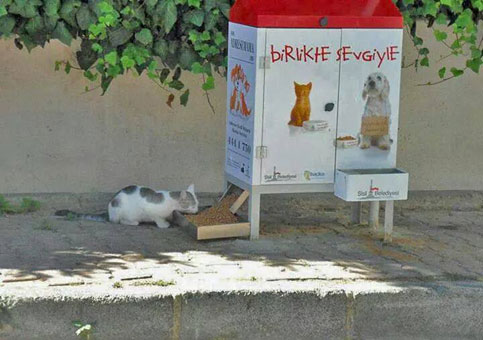 Anche i gatti randagi hanno la loro vending machine