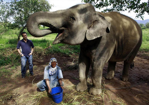 Caffè pregiati. Elefante versus zibetto.