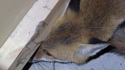 Volpe incastrata dietro la vending machine (Video)