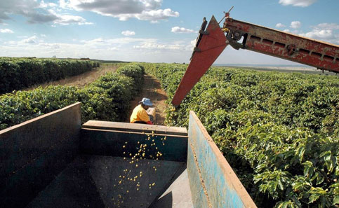 Crisi produttiva per il caffè nell’annata 2014-2015?