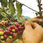 Buone notizie per il caffè brasiliano