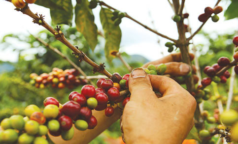 Buone notizie per il caffè brasiliano