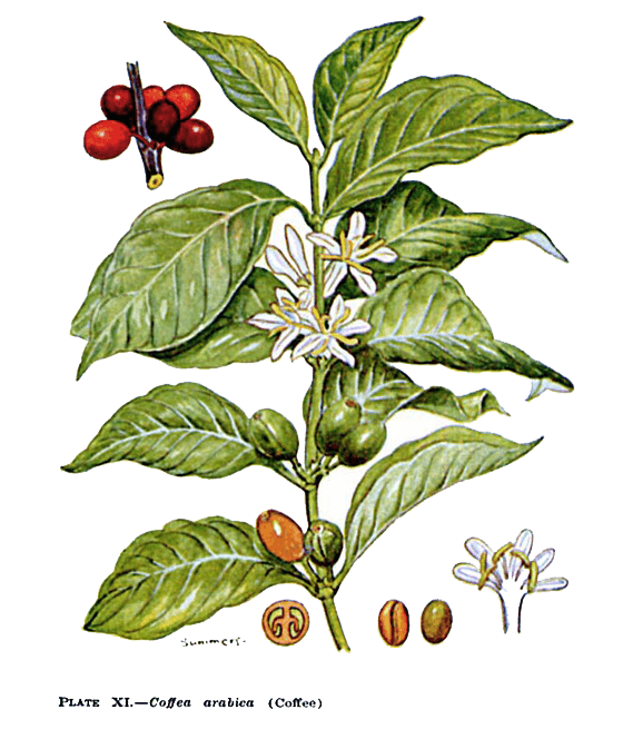 La pianta dell’Arabica è una specie in estinzione?