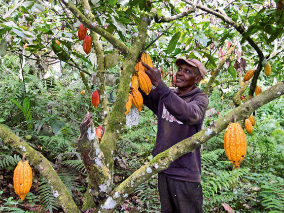 L’industria del cacao: chi produce e chi consuma