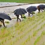 Arriva El Nino. A rischio i caffè africani