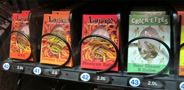 Sì europeo ai larva-snack. In Canada arriva la vending machine di insetti