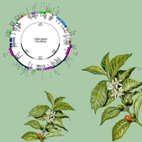 Il DNA della Coffee Arabica non ha più segreti