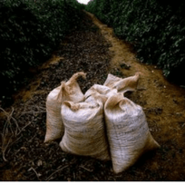 Il Brasile corre il rischio di dover importare il caffè