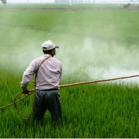 Il caffè importato dal Brasile contiene residui di pesticidi?