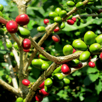 Il caldo mette in pericolo il caffè