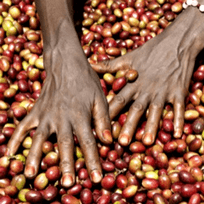 Siglato l’accordo a sostegno del caffè etiope