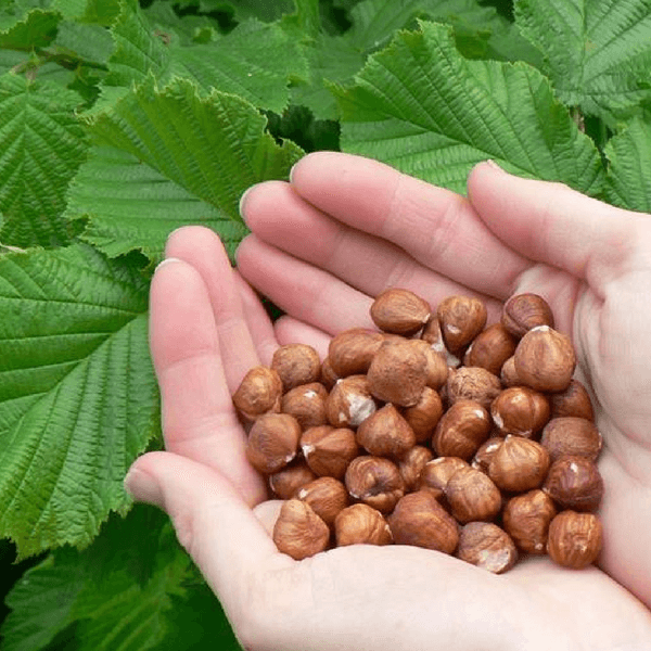 Ferrero esplora nuovi territori per le sue nocciole