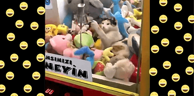 peluche