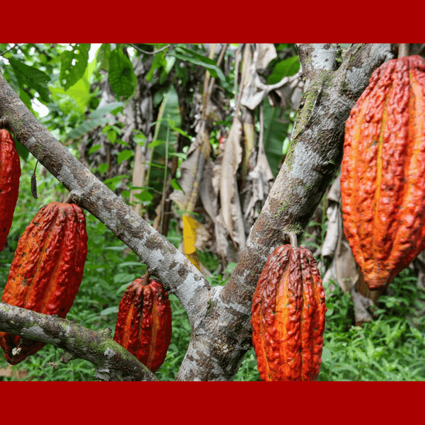 Mars finanzia una ricerca scientifica per salvare il cacao