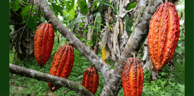 Cacao