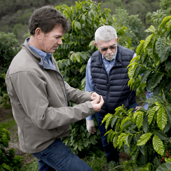 La California produce ottimo caffè e sfata tutte le teorie