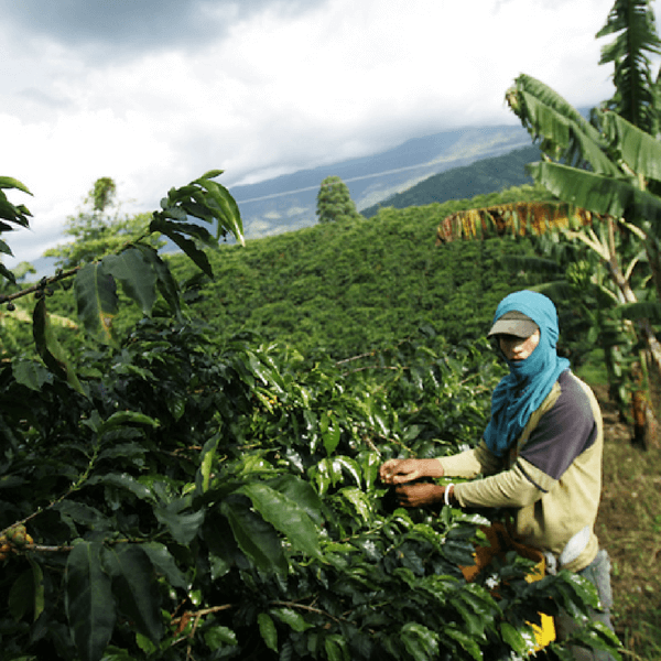 L’impegno di Lavazza in Colombia sostiene la rinascita del caffè