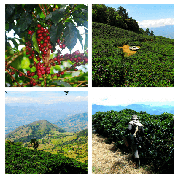 CSC – Caffè Speciali Certificati: dalla Colombia un caffè intenso dal gusto bilanciato