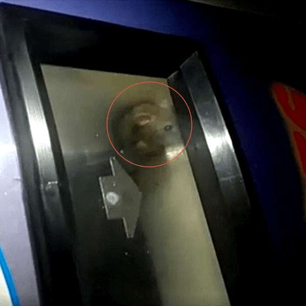 Il distributore automatico vittima del topo nel carcere di Torino