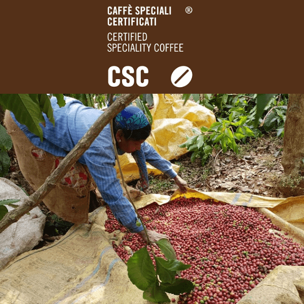 Con CSC – Caffè Speciali Certificati viaggio nell’India del caffè