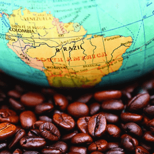 Robusta