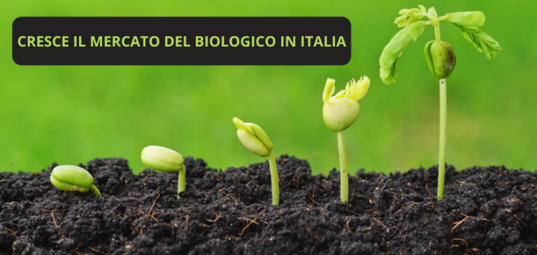 Cresce il mercato del biologico in Italia, asset strategico per Green Deal e Recovery Fund