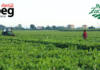 In Sicilia SIBEG sempre più green grazie all’accordo con Italia Zuccheri