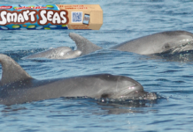 Nella Giornata Mondiale degli Oceani Smarties sostiene l’Acquario di Genova