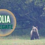 Golia con Lifegate per riqualificare l’habitat dell’orso marsicano