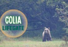 Golia con Lifegate per riqualificare l’habitat dell’orso marsicano