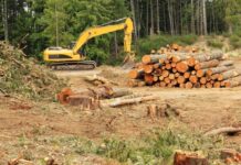 Nestlé, Mars Wrigley e Ferrero supportano la legge dell’UE sulla deforestazione