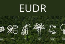 Il nuovo regolamento europeo EUDR colpisce la filiera del caffè