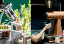 Alternative al caffè tra agricoltura cellulare e intelligenza artificiale