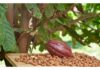 In Brasile il progetto della più grande piantagione di cacao al mondo