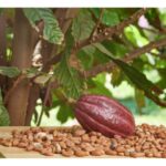 In Brasile il progetto della più grande piantagione di cacao al mondo