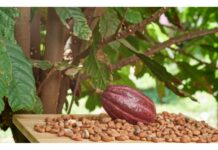 In Brasile il progetto della più grande piantagione di cacao al mondo