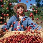 La Cina ama sempre di più il caffè e lo coltiva col sostegno del governo