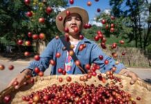 La Cina ama sempre di più il caffè e lo coltiva col sostegno del governo